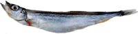 ��������̑�p���@�J�y����