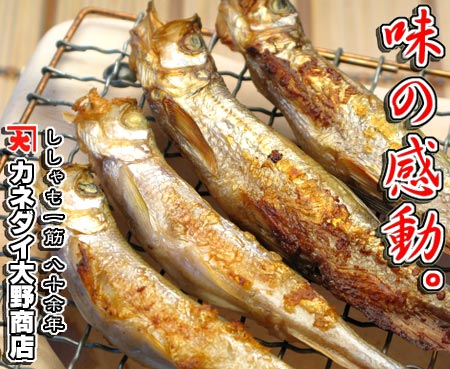 �{��������̖��͊��������o���܂��B