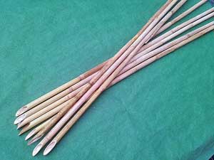 きれいな天然のヨシ（葦）